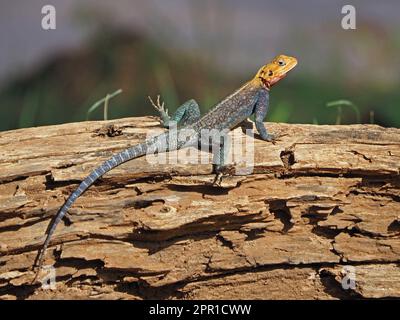 colourful male common agama, red-headed rock agama, or rainbow agama (Agama Agama) basking on tree trunk in Galana province,Kenya,Africa Stock Photo