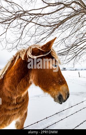 Amish Belgian horse after a snowstorm in Central Michigan, USA Stock Photo