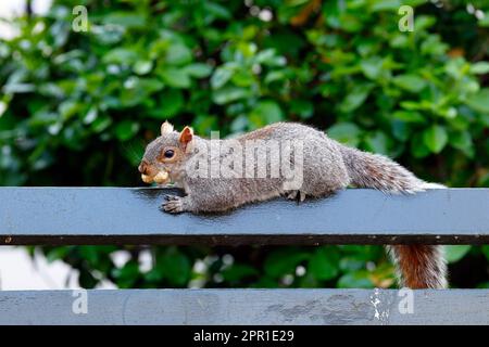 An Eastern Gray Squirrel (Sciurus carolinensis) splooting on a railing with a peanut in its mouth Stock Photo