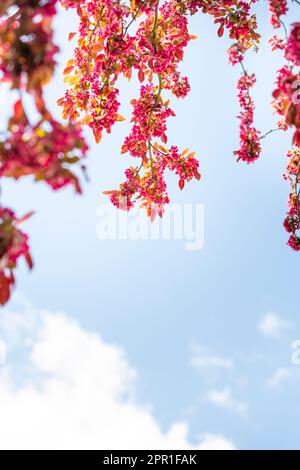 Pinky red blossom tree April 2023 branches leaves blossom Stock Photo