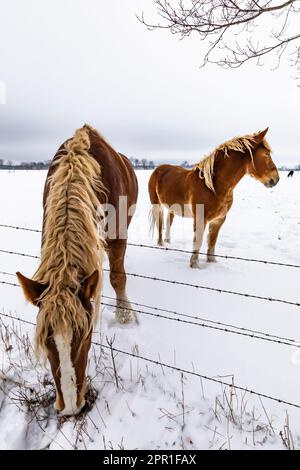 Amish Belgian horses after a snowstorm in Central Michigan, USA Stock Photo