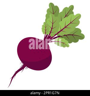 Fresh Beetroot Vegetable with Green Leaves on White Background. Stock Vector