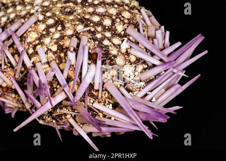 Sea urchin, dead, Gulf of Aqaba Stock Photo