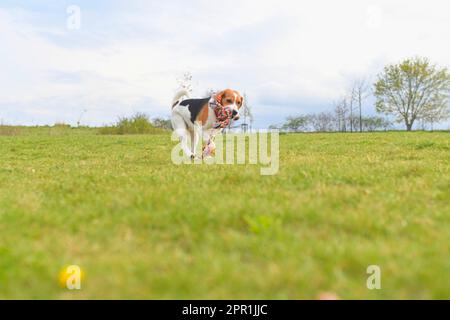 A beagle puppy runs with a tug toy in its mouth. Playful dog running in the meadow. Tug of war dog toy in a dog's mouth. Stock Photo