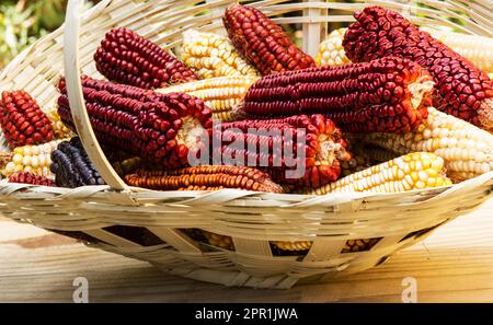 Bunch of Indian corn on the cob in a basket Stock Photo