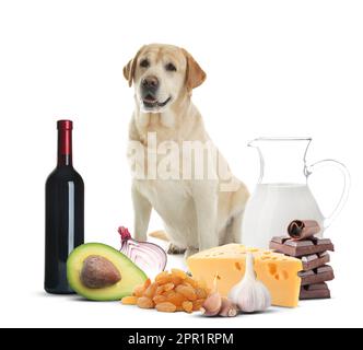 Cute labrador retriever and group of different products toxic for dog on white background Stock Photo