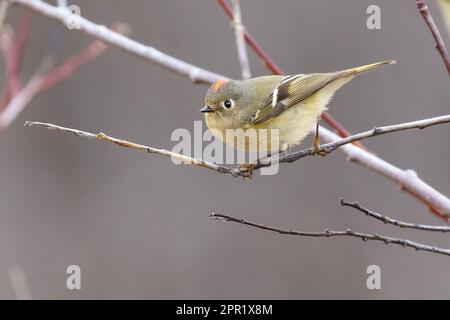 ruby-crowned kinglet (Corthylio calendula) Stock Photo