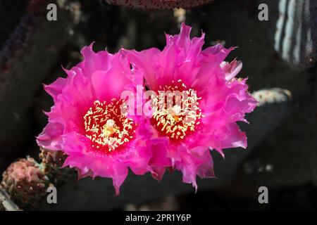 Close up of two beavertail prickly pear cactus or Opuntia basilaris flowers at the Riparian water ranch in Arizona. Stock Photo