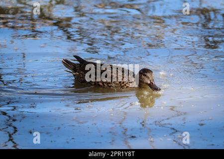 Female cinnamon teal or Anas cyanoptera feeding on cottonwood seeds on the water at the Riparian water ranch in Arizona. Stock Photo