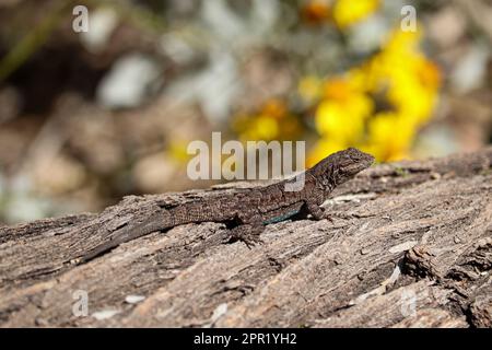 Ornate tree lizard or Urosaurus ornatus resting on a tree trunk at the Riparian water ranch in Arizona. Stock Photo