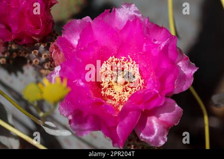 Close up of a beavertail prickly pear cactus or Opuntia basilaris flower with a cactus bee feeding on it at the Riparian. Stock Photo