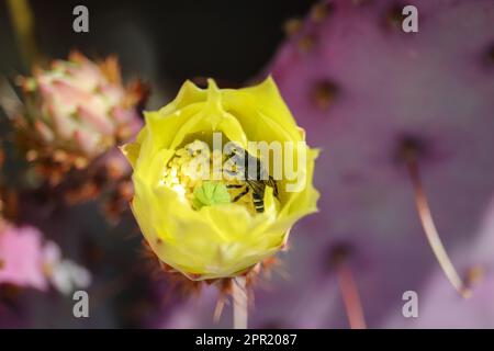 Close up of a violet prickly pear or Opuntia gosseliniana flower with a leaf cutter bee in it at the Veteran's oasis park. Stock Photo