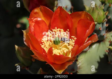 Close up of Engelmann prickly pear or Opuntia engelmannii flowers with a leafcutter bee at the Veteran's oasis park in Arizona. Stock Photo