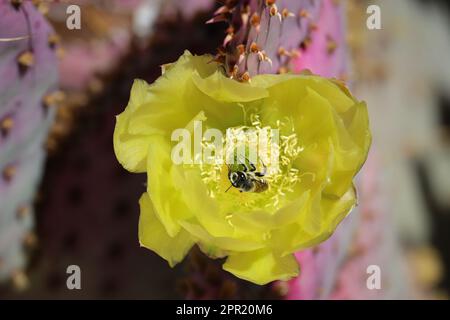 Close up of a violet prickly pear or Opuntia gosseliniana flower with a leafcutter bee in it at the Veteran's oasis park. Stock Photo
