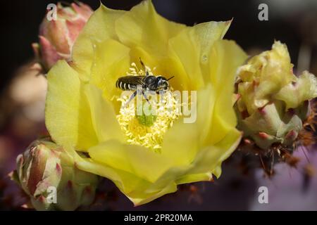 Close up of a violet prickly pear or Opuntia gosseliniana flower with a leaf cutterbee or Megachile in it at the Veteran's oasis park. Stock Photo