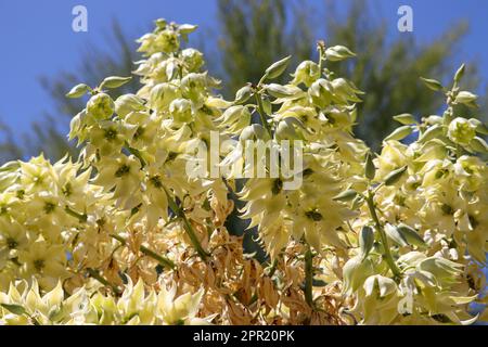 Close up of Blue Yucca flower at the Veteran's oasis park in Arizona. Stock Photo