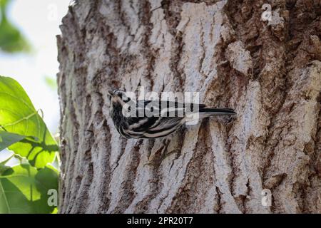 Black and white warbler or Mniotilta varia standing on the side of tree at the Riparian water ranch in Arizona. Stock Photo