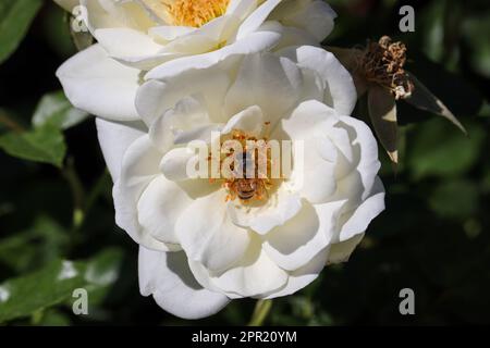 Honeybee or Apis mellifera feeding on a white rose at Whitfill nursey in Arizona. Stock Photo