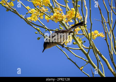 Male Black-tailed gnatcatcher or Polioptila melanura perching in a palo verde tree at the Riparian water ranch. Stock Photo