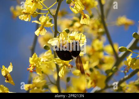 Female Western carpenter bee or Xylocopa californica feeding on palo verde flowers at the Riparian water ranch in Arizona. Stock Photo