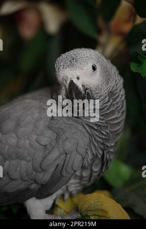 Domesticated Congo African Grey Parrot Stock Photo - Alamy
