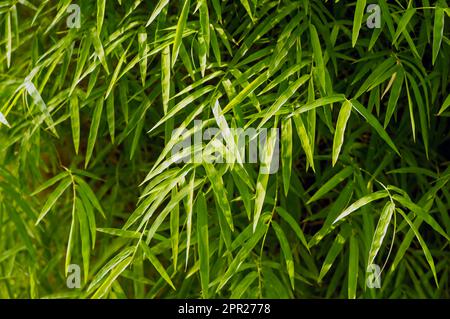 Bamboo (Bambusa sp) green leaves for natural background Stock Photo