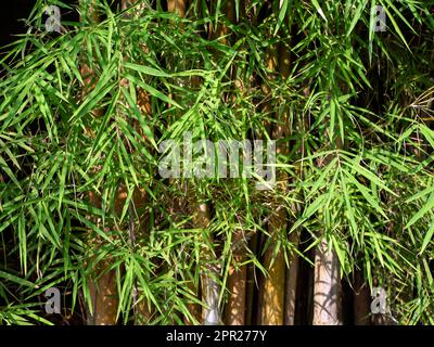 Bamboo (Bambusa sp) green leaves for natural background Stock Photo