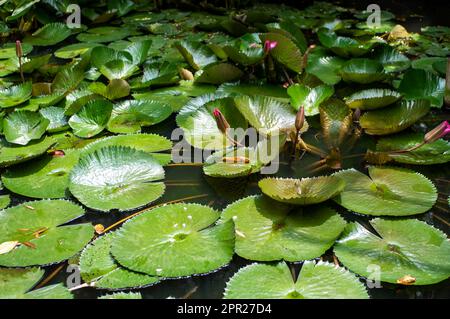 Pink water lily flower, Bunga Teratai, Nymphaea Rubra (Pubescens) Stock Photo