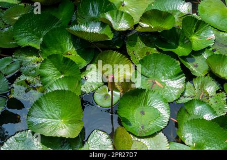 Pink water lily flower, Bunga Teratai, Nymphaea Rubra (Pubescens) Stock Photo