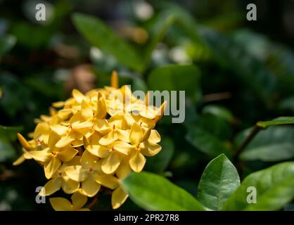 Yellow Soka Flower, Ixora coccinea, Jungle geranium, a species in the family Rubiaceae. Shallow focus Stock Photo