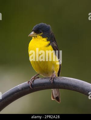Lesser goldfinch on metal rod Stock Photo