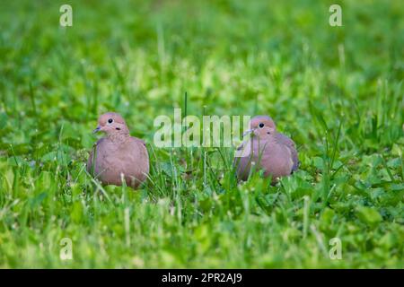 Pair of mourning doves in grass Stock Photo