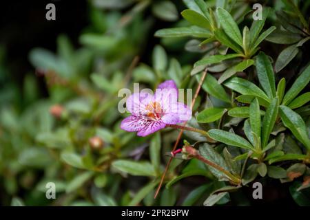 Rhododendron flower in Bhutan Stock Photo