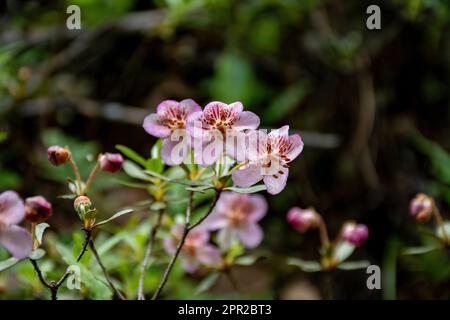 Rhododendron flower in Bhutan Stock Photo