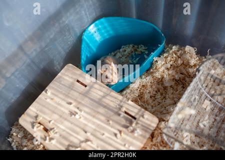 A cute Syrian hamster in a box comes out of his house begging for pet food. The cage is filled with sawdust and there is a wheel, a drinking bowl, and Stock Photo