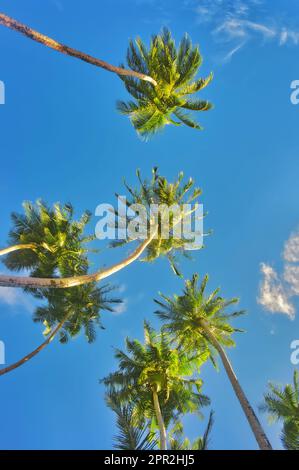 Looking up at a canopy of towering palm trees against a clear blue sky Stock Photo