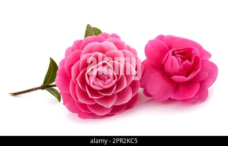 Pink Camellia  flowers isolated on white background Stock Photo