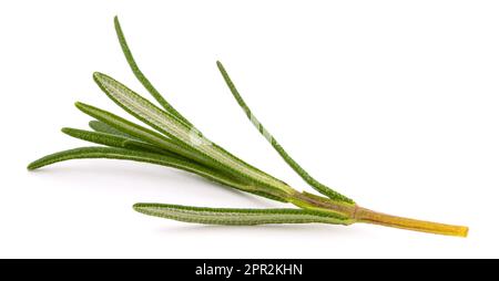 Rosemary sprig isolated on white background Stock Photo