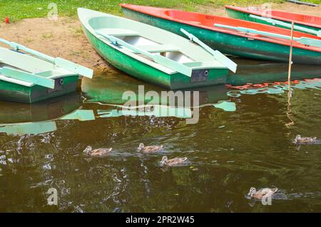 Beautiful wooden multicolored boats with oars on the beach for walks along the river, lake, sea, ocean in a nature park on the shore. Stock Photo