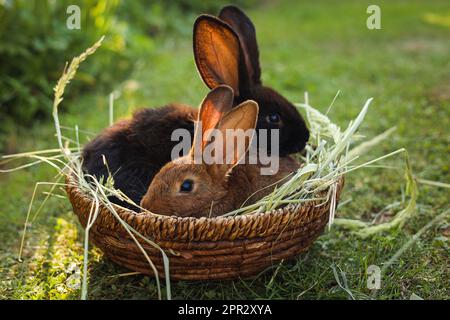 Cute fluffy rabbits in wicker bowl with dry grass outdoors Stock Photo