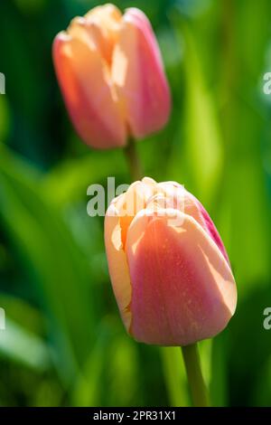 Pink tulip buds on a flower bed in the city, close-up. Stock Photo