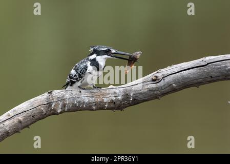 Pied Kingfisher with fish, Walter Sisulu National Botanical Garden, Roodepoort, South Africa, 27 December 2022 Stock Photo