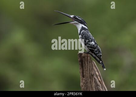 Pied Kingfisher, Walter Sisulu National Botanical Garden, Roodepoort, South Africa, 27 December 2022 Stock Photo