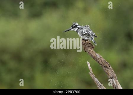 Pied Kingfisher, Walter Sisulu National Botanical Garden, Roodepoort, South Africa, 28 March 2023. Stock Photo