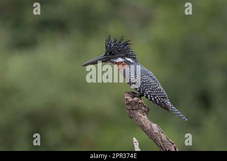 Giant Kingfisher, Megaceryle maxima, male perching at the Walter Sisulu National Botanical Garden, Roodepoort, South Africa, 28 March 2023. Stock Photo