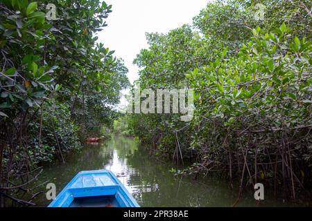 front of a blue boat navigating mangrove swamps Stock Photo