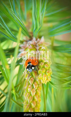Detailed shot of a ladybug on the branch of a pine tree Stock Photo