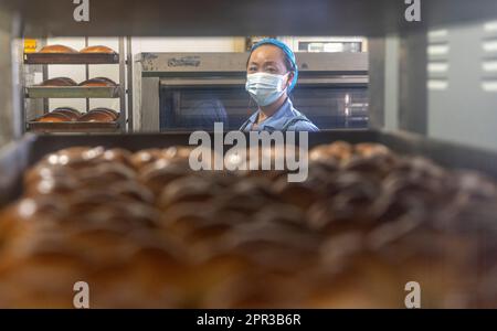 (230426) -- TACHENG, April 26, 2023 (Xinhua) -- An employee checks Tacheng cheese bread at the workshop of Jiangqu food company in Tacheng, northwest China's Xinjiang Uygur Autonomous Region, April 1, 2023. Located on the border of China and Kazakhstan, the small city of Tacheng is home to people of 25 ethnic groups. Wang Huipeng and his wife opened a bakery here in 2016. Now the bakery has developed into a small food factory named Jiangqu with employees coming from 9 different ethnic groups. Many of their products are local favorites, among which their signature Tacheng cheese bread is draw Stock Photo