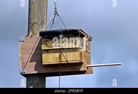 nest box for bird of prey high on a pole Stock Photo