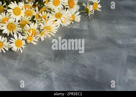 Daisies flat layout gray background. Authentic floral composition top view. Lots of space to copy. Summer spring bouquet of daisies on the table. Crea Stock Photo